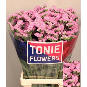 LIMONIUM SINUATUM 'FANTASIA WINGS'