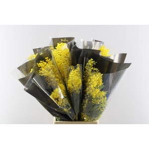 Acacia (mimosa) L65/200g