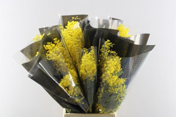 <h4>Acacia (mimosa) L65/200g</h4>