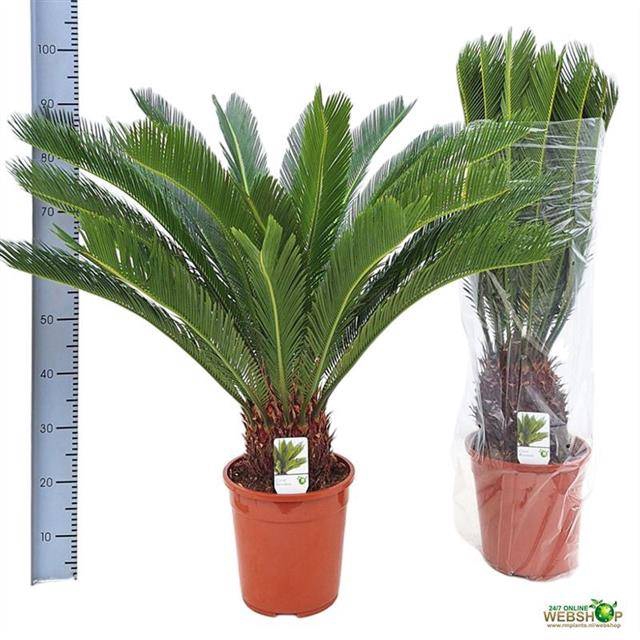 <h4>CYCAS REVOLUTA</h4>