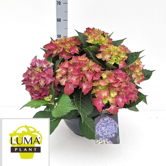 <h4>HYDR M HI OCEAN</h4>
