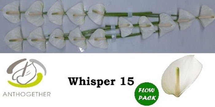 <h4>Anthurium andr. 'Whisper'</h4>