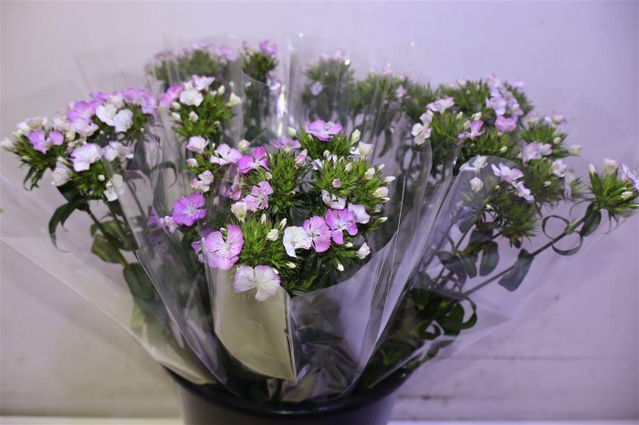 <h4>Di Barb Am Rose X5</h4>