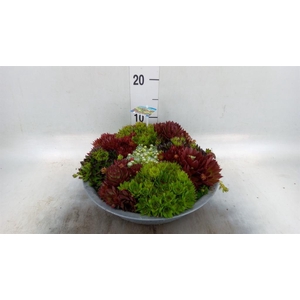 Sempervivum   ...