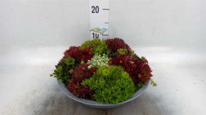 <h4>Sempervivum   ...</h4>