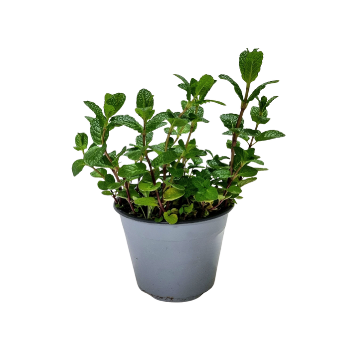 <h4>Mentha spicata</h4>