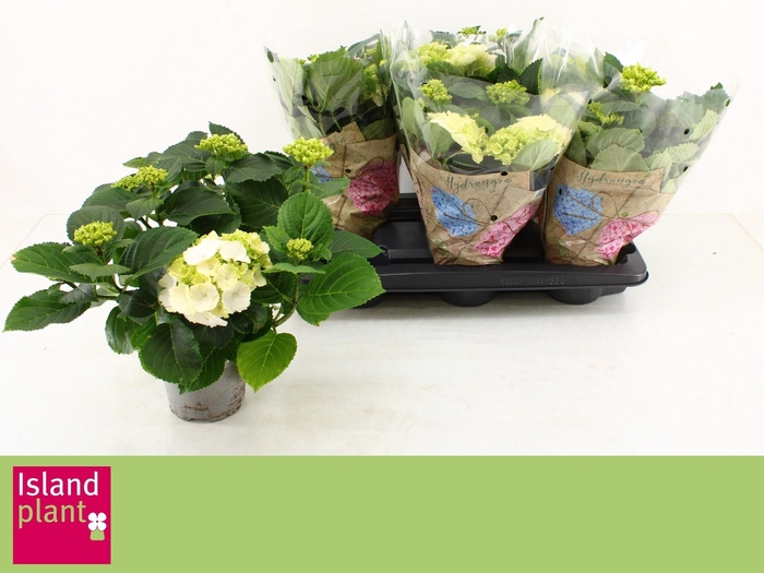 <h4>HYDR M SCHNEEBALL</h4>