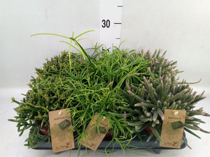 <h4>Rhipsalis ...mix</h4>