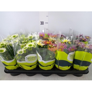 Chrysanthemum  'Splash'  ...mix