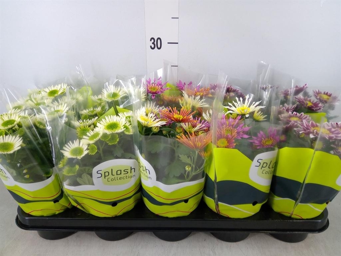 <h4>Chrysanthemum 'Splash' ...mix</h4>