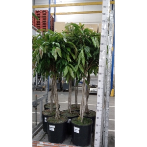 Ficus binn. 'Amstel King'