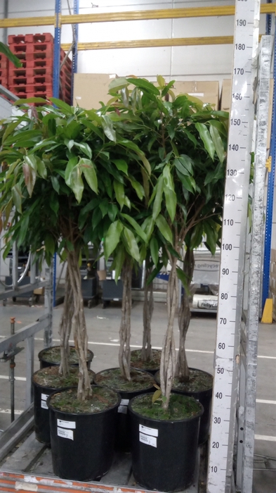 <h4>Ficus binn. 'Amstel King'</h4>