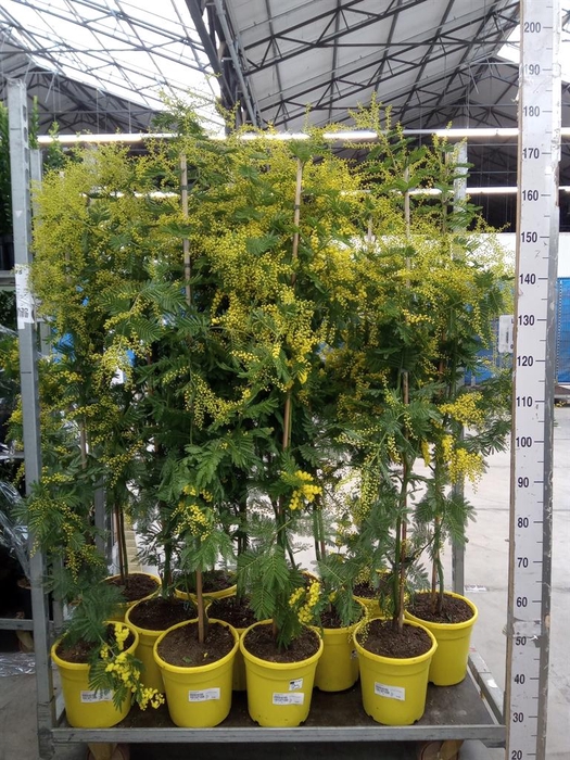 <h4>Acacia paradoxa</h4>