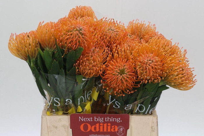 <h4>Nutans Ayoba Peach</h4>