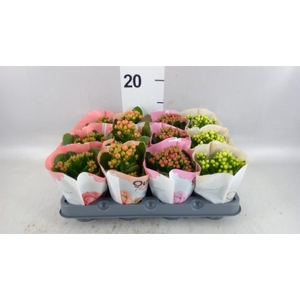 Kalanchoe blos.   ..rosebud mix  4