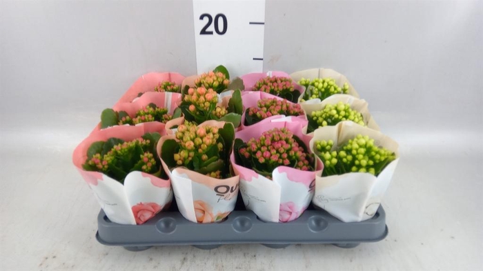 <h4>KALANCHOE ROSEBUD MIX 4</h4>
