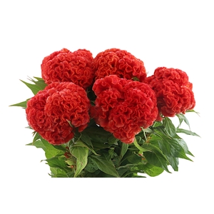 Celosia Persimmon Chief