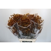 Anigozanthos Gold Fever