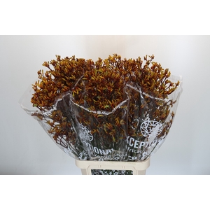 Anigozanthos Gold Fever