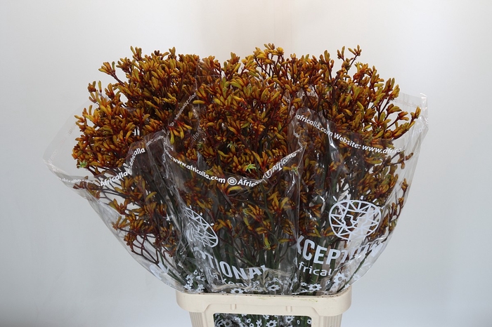 Anigozanthos Gold Fever