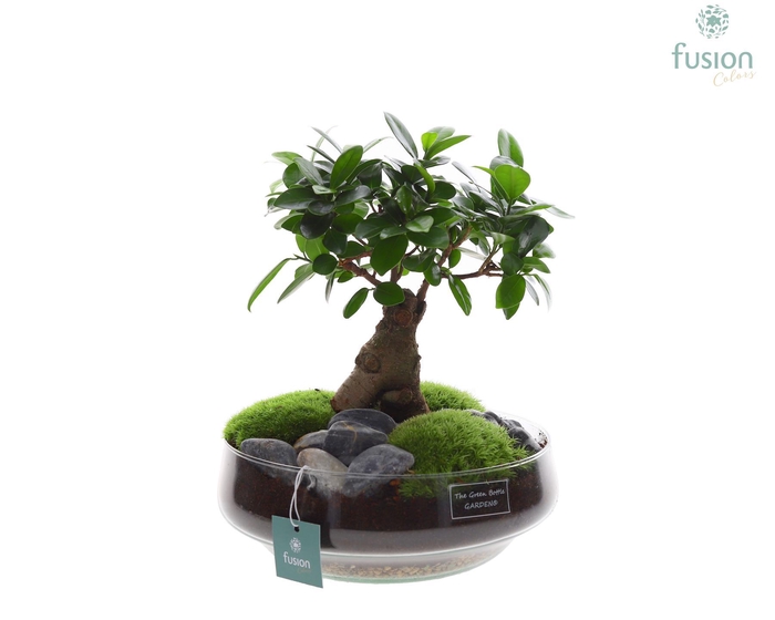 <h4>Green Bottle Iris Large met Ficus Ginseng</h4>