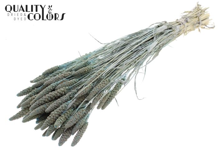 Gierst per bunch Bleached Frosted Light Blue