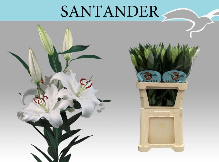 <h4>LI OR SANTANDER</h4>