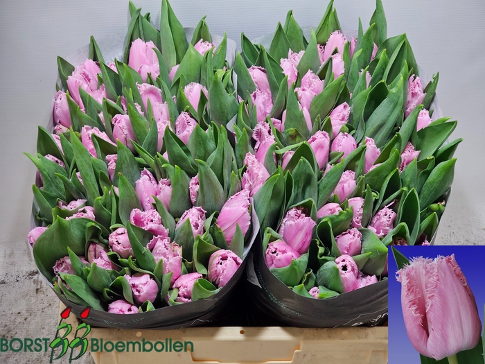 <h4>TU FR RESOLUTE</h4>