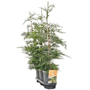 Hedgeline Cupressocyparis leylandii 80-100 C4
