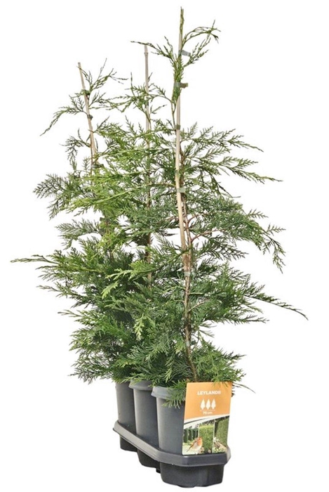 <h4>Hedgeline Cupressocyparis leylandii 80-100 C4</h4>