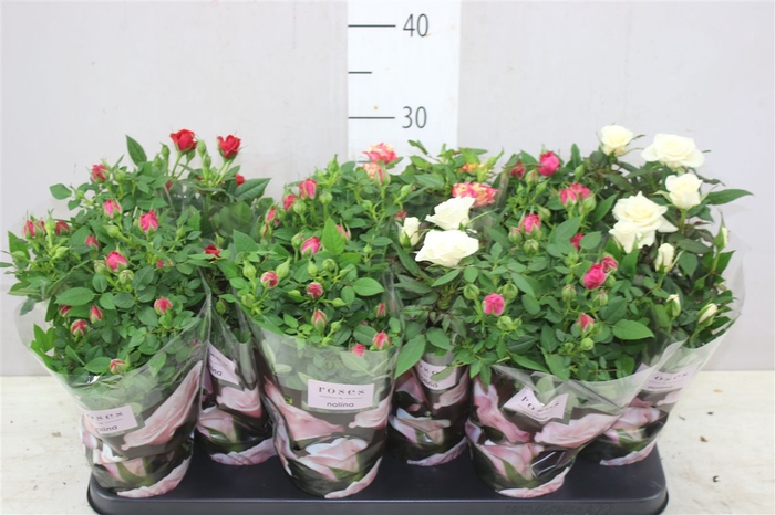 <h4>Rosa Victory Gemengd</h4>