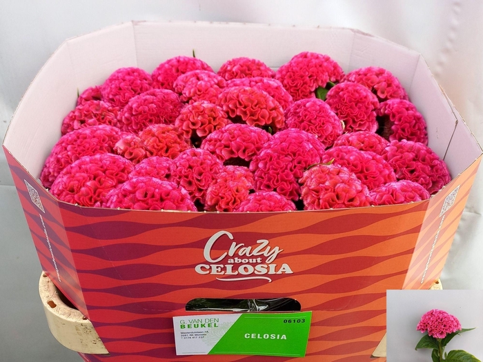 <h4>CEL C ROSE DELIGHT</h4>