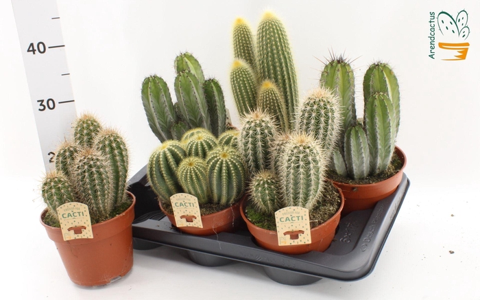 <h4>Cactus gemengd</h4>
