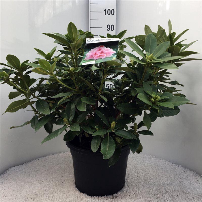 <h4>Rhodo. 'Albert Schweitzer' pink spot</h4>