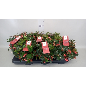 Gaultheria proc. 'Big Berry'