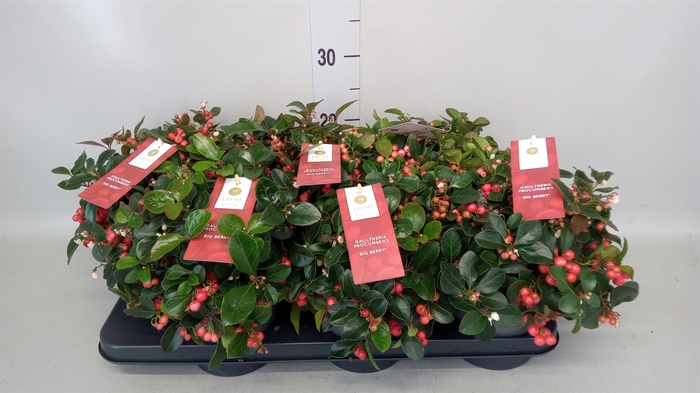 <h4>Gaultheria proc. 'Big Berry'</h4>