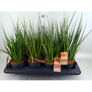 Sansevieria cyl.  ...