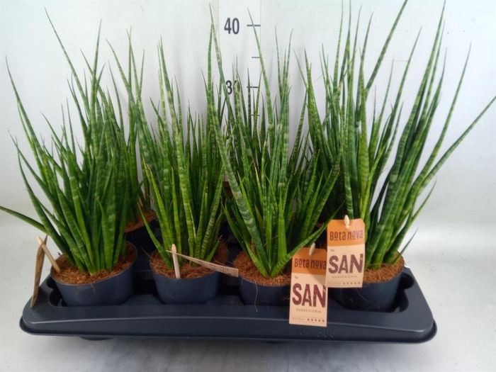 <h4>Sansevieria cyl.  ...</h4>