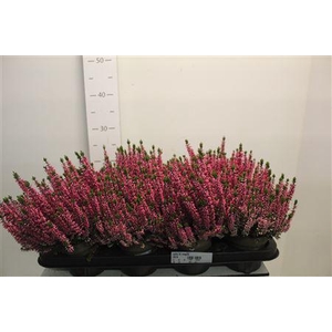 Callu Bl Magda