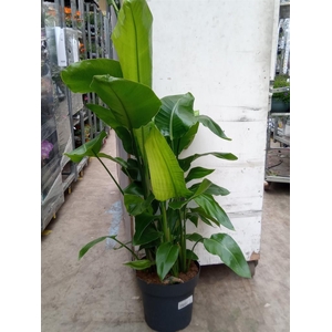 Strelitzia nicolai