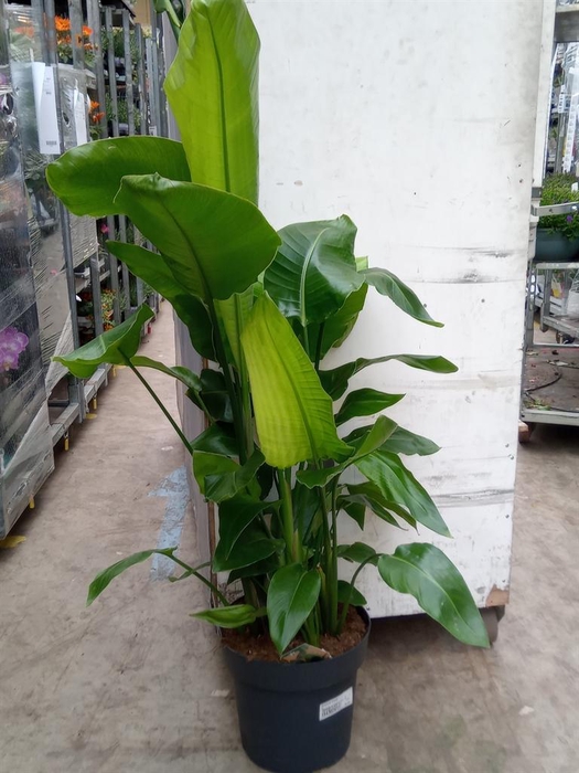 <h4>Strelitzia nicolai</h4>