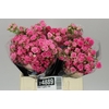 Rosa Tr Gypsy Rose