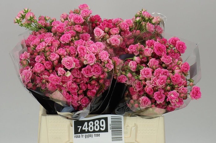 <h4>Rosa Tr Gypsy Rose</h4>