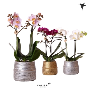 Kolibri Orchids Phalaenopsis mix 2 spike in Groove pot mix