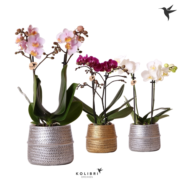 <h4>Kolibri Orchids Phalaenopsis mix 2 spike in Groove pot mix</h4>