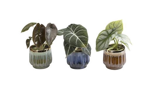 ALOCASIA ZEBRINA P6 L 464