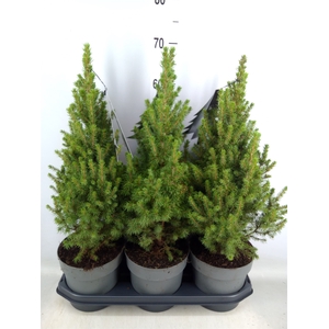 Picea glauca 'Perfecta'