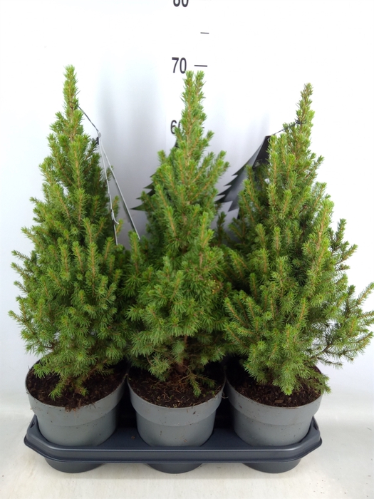 <h4>Picea glauca 'Perfecta'</h4>