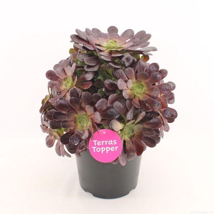 <h4>Aeonium rood 29 cm hoogte 50 cm</h4>