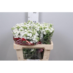 Oxy Co Perf Whi Harm